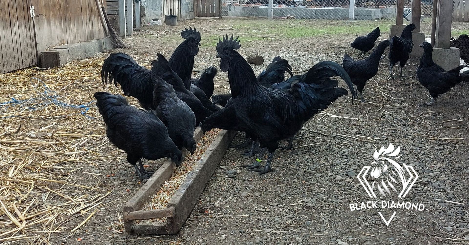 Odrasla živina Ayam Cemani