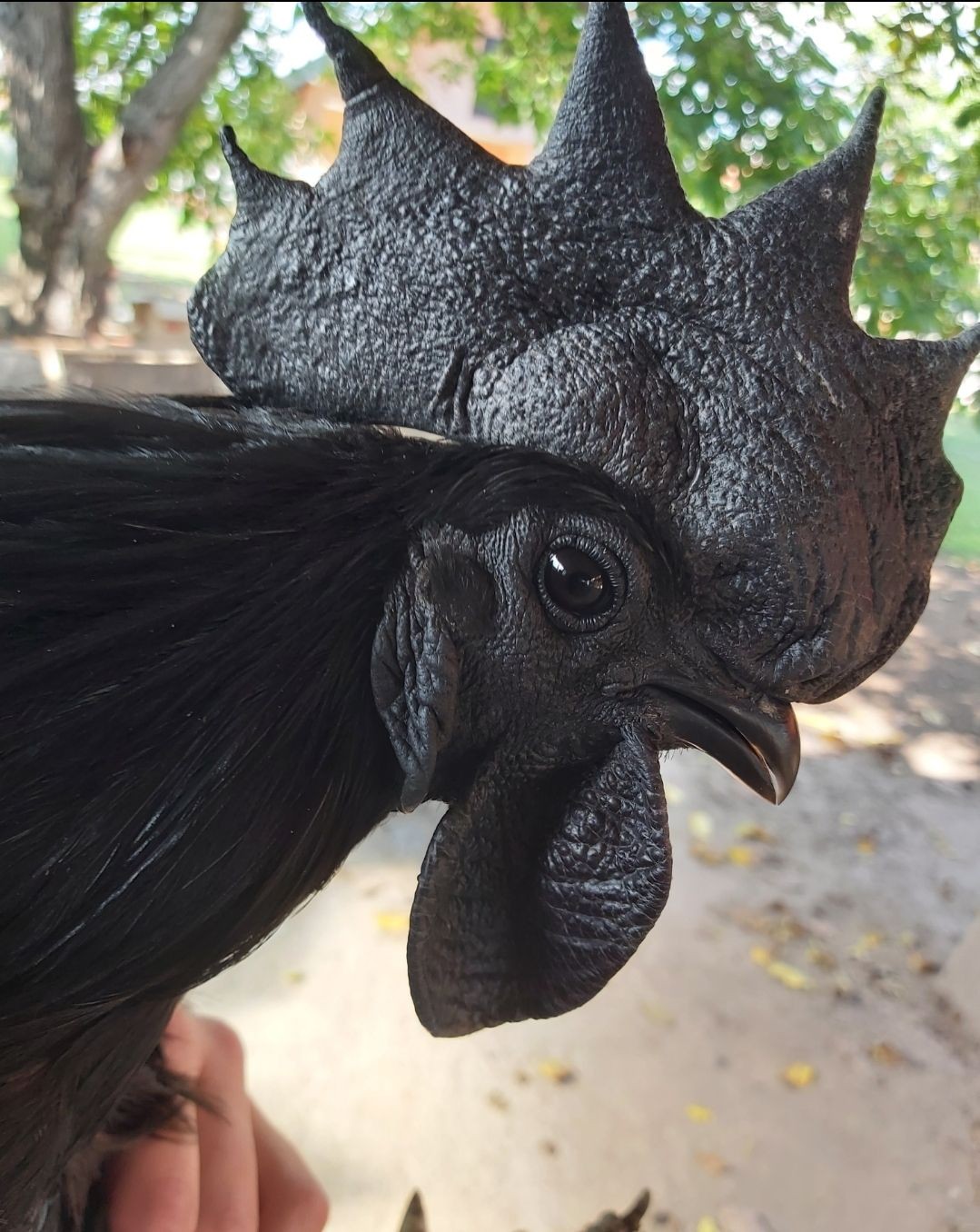 Ayam Cemani | Potpuno crne kokške | Najskuplje koke na svetu | Ukras za dvoriste | 