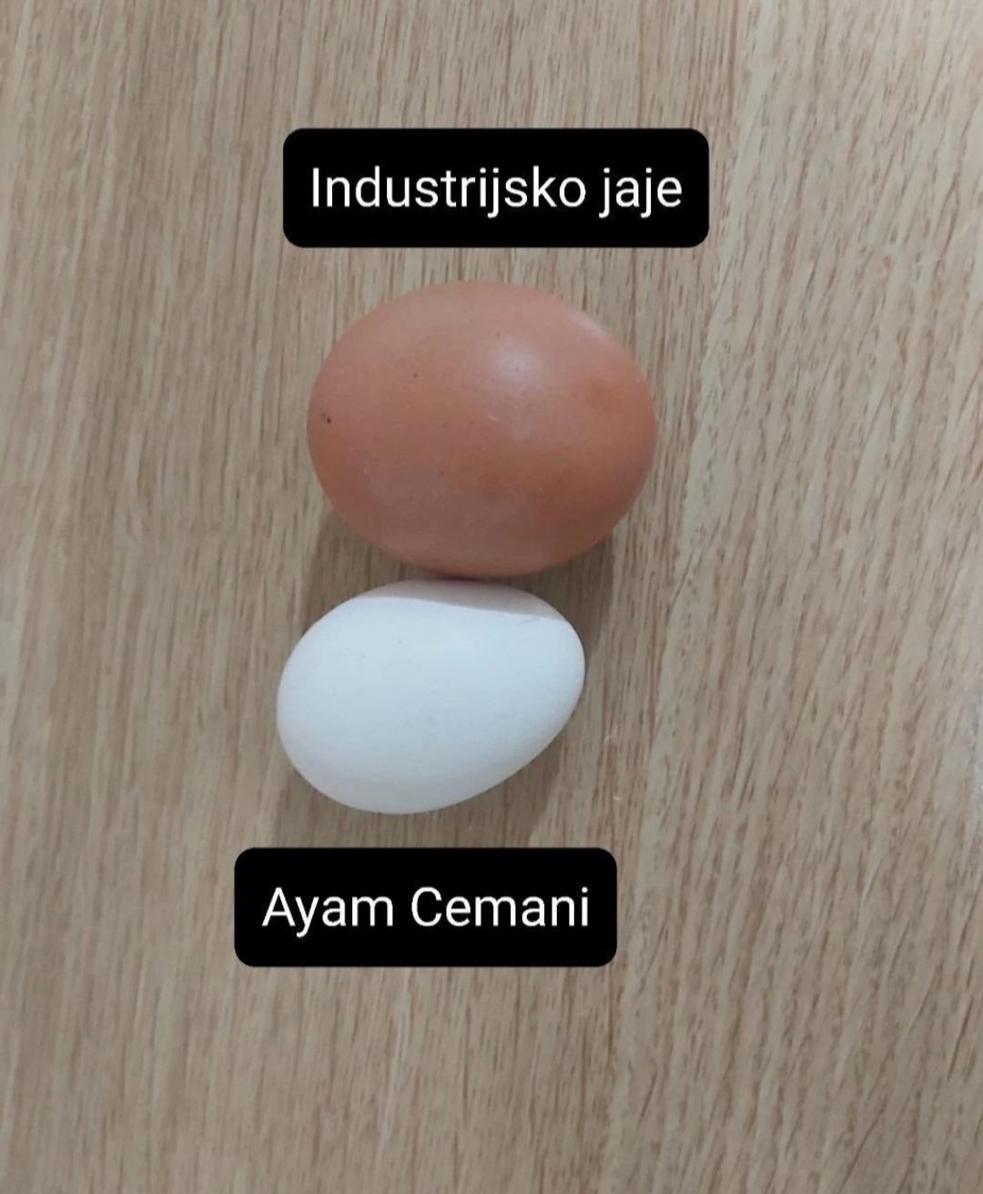 Crna jaja | Crne kokoške | Ayam Cemani kokoške