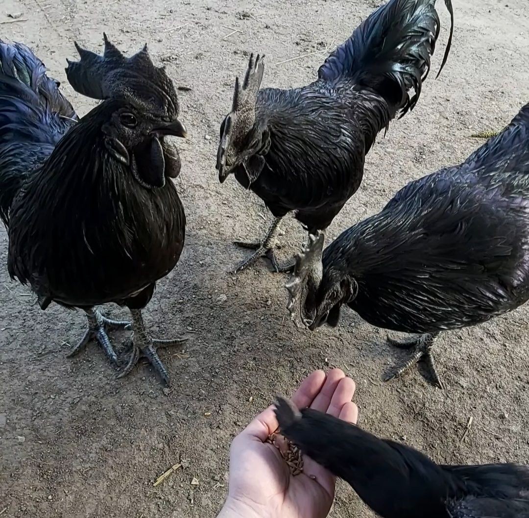 Najskuplja živina u Srbiji | Crna piletina | Crno meso | Crne koke